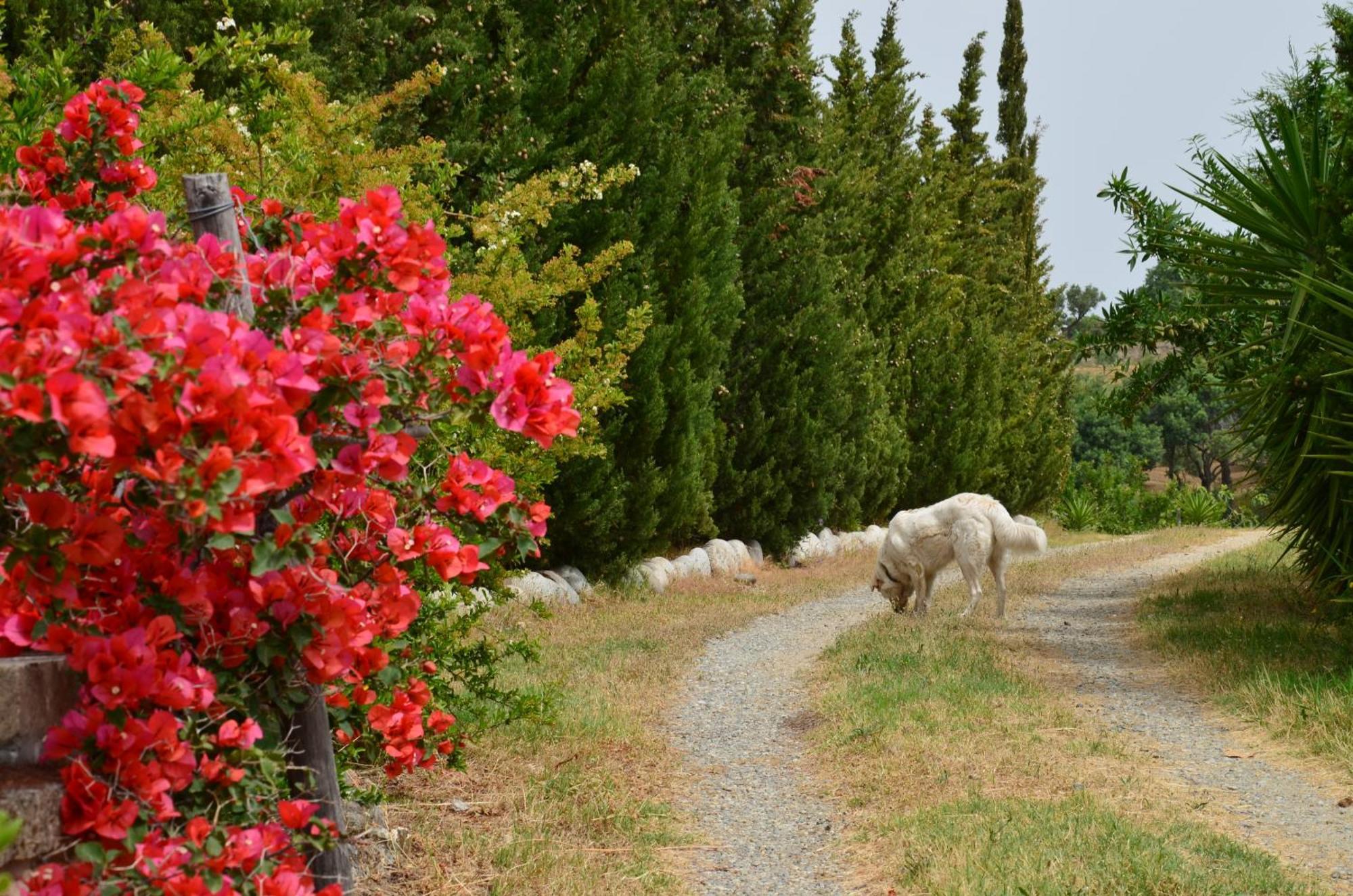 Borgo Piazza Bed & Breakfast Catanzaro Room photo
